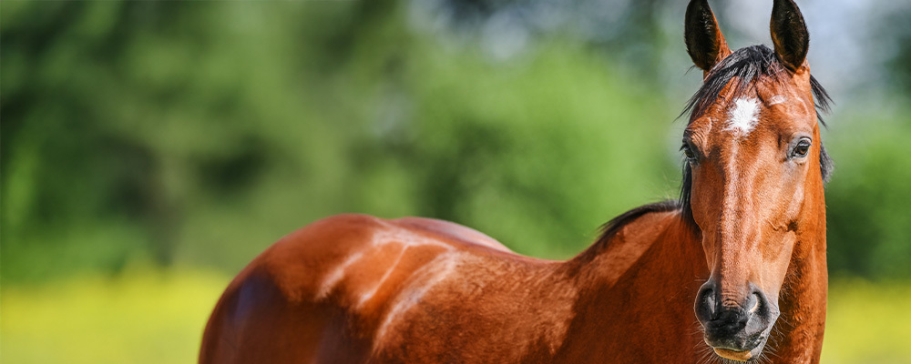 Tarrant County, Texas equine business lawyer